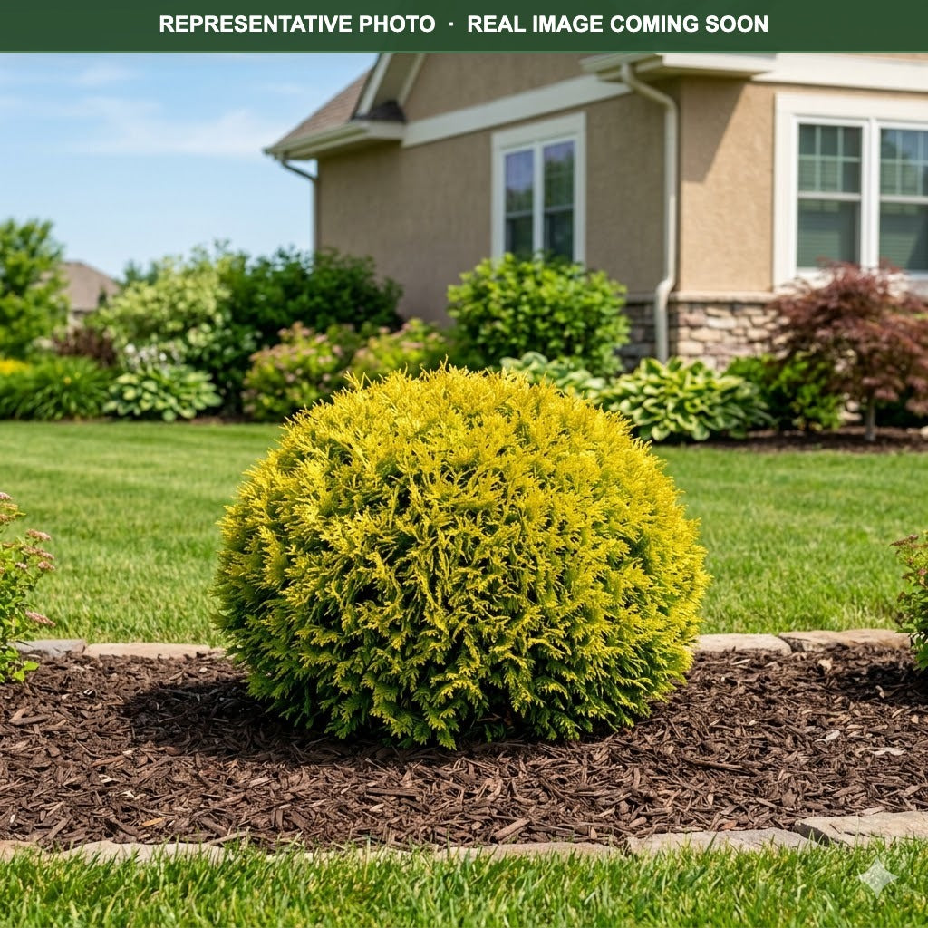 Golden Globe Arborvitae (Thuja occidentalis) — Minneapolis, MN