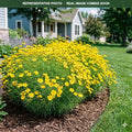 Golden Needles Coreopsis (Coreopsis) — Eden Prairie, MN
