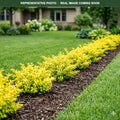 Golden Nugget Barberry (Berberis thunbergii) — St. Paul, MN