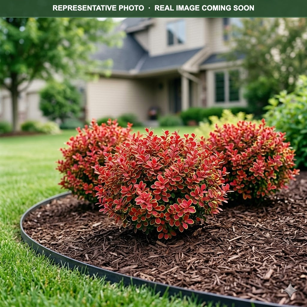 Golden Ruby Barberry (Berberis thunbergii) — Edina, MN