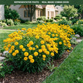 Golden Sphere Coreopsis (Coreopsis) — Plymouth, MN