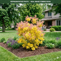 Golden Spirit Smokebush (Cotinus coggygria) — Minnetonka, MN
