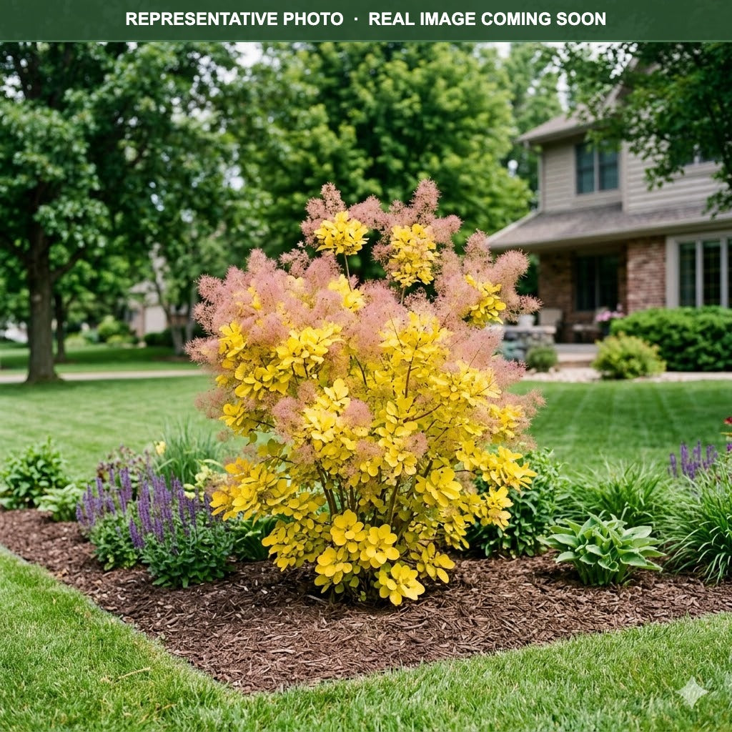 Golden Spirit Smokebush (Cotinus coggygria) — Minnetonka, MN