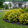 Goldfinger Potentilla (Potentilla fruticosa) — Woodbury, MN