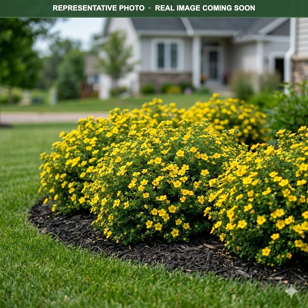 Goldfinger Potentilla (Potentilla fruticosa) — Woodbury, MN