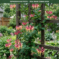 Goldflame Honeysuckle (Lonicera × heckrottii) — Minneapolis, MN
