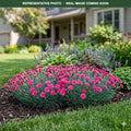 Goody Gumdrops Dianthus (Dianthus) — Maple Grove, MN