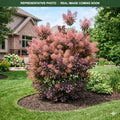 Grace Smokebush (Cotinus) — Eden Prairie, MN