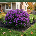 Grape Crush Aster (Symphyotrichum) — Bloomington, MN