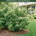 Gray Dogwood (Cornus racemosa) — Plymouth, MN