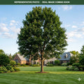 Green Mountain Sugar Maple (Acer saccharum) — Chanhassen, MN