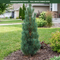 Green Penguin Scotch Pine (Pinus sylvestris) — Maple Grove, MN