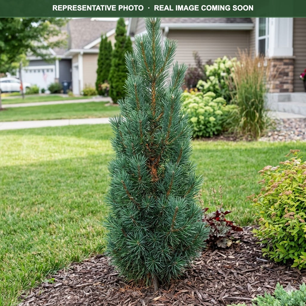Green Penguin Scotch Pine (Pinus sylvestris) — Maple Grove, MN