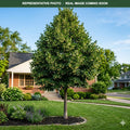 Greenspire Littleleaf Linden (Tilia cordata) — Minneapolis, MN