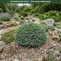 Gregoryana Norway Spruce (Picea abies) — Bloomington, MN
