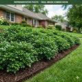 Gro-Low Sumac (Rhus aromatica) — Shoreview, MN