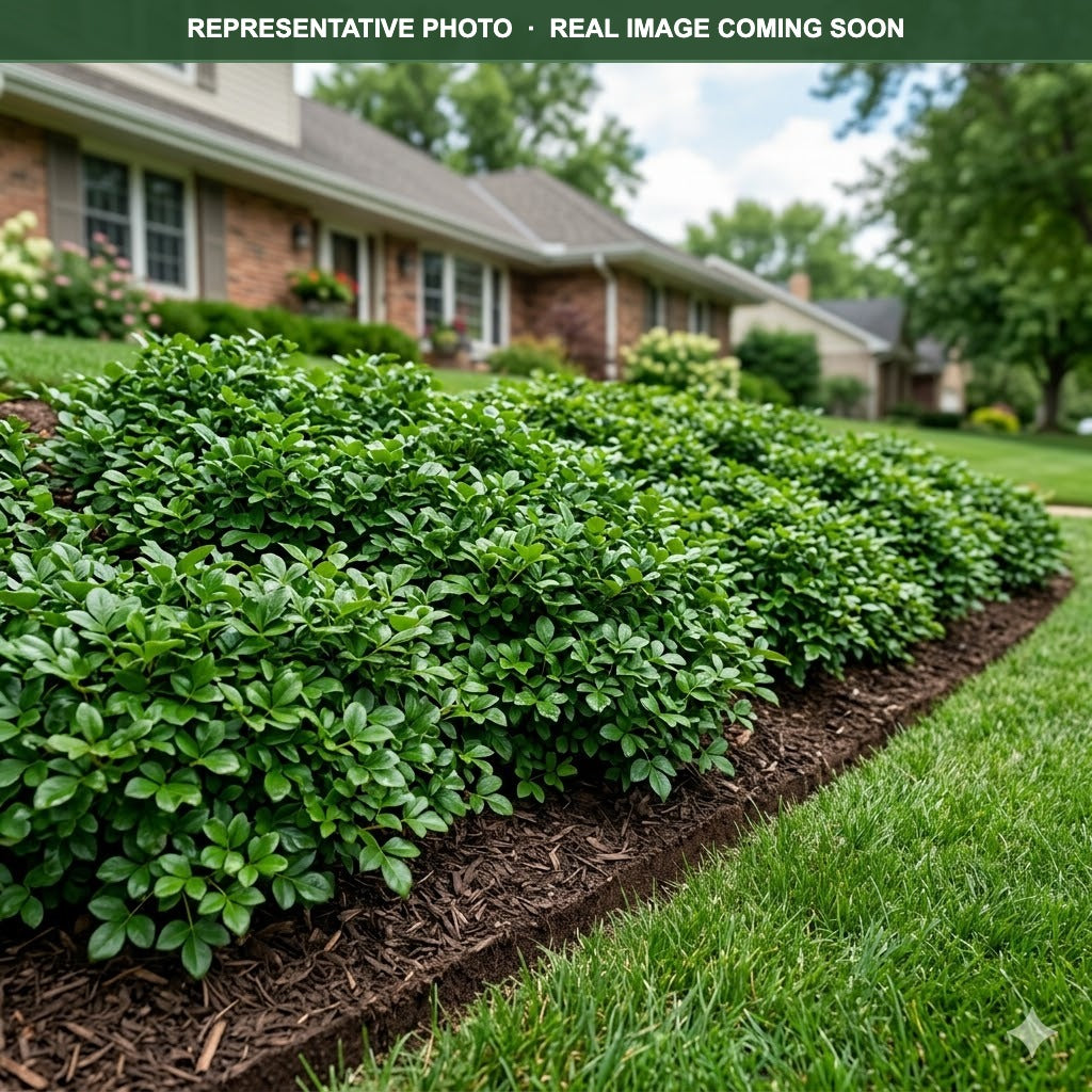 Gro-Low Sumac (Rhus aromatica) — Shoreview, MN