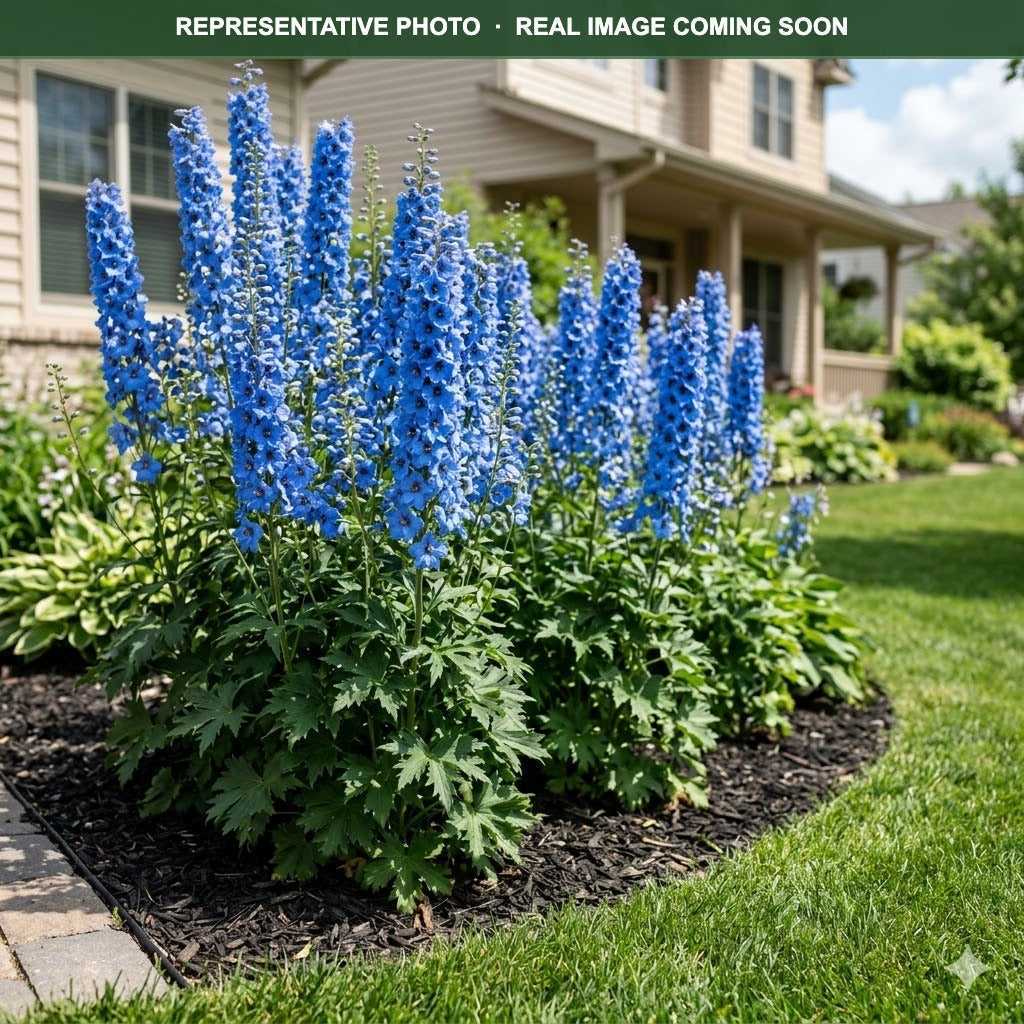 Guardian Blue Delphinium (Delphinium) — Shoreview, MN