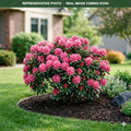 Haaga Rhododendron (Rhododendron) — Lakeville, MN