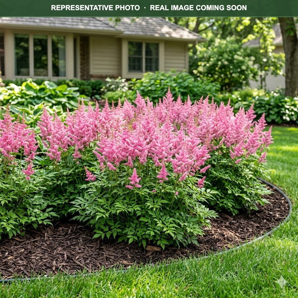 Happy Spirit Astilbe (Astilbe) — Burnsville, MN