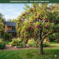 Haralson Apple (Malus domestica) — St. Paul, MN