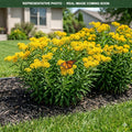 Hello Yellow Butterfly Weed (Asclepias tuberosa) — Maplewood, MN