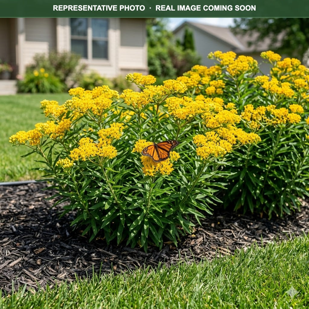 Hello Yellow Butterfly Weed (Asclepias tuberosa) — Maplewood, MN