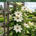 Henryi Clematis (Clematis) — St. Paul, MN