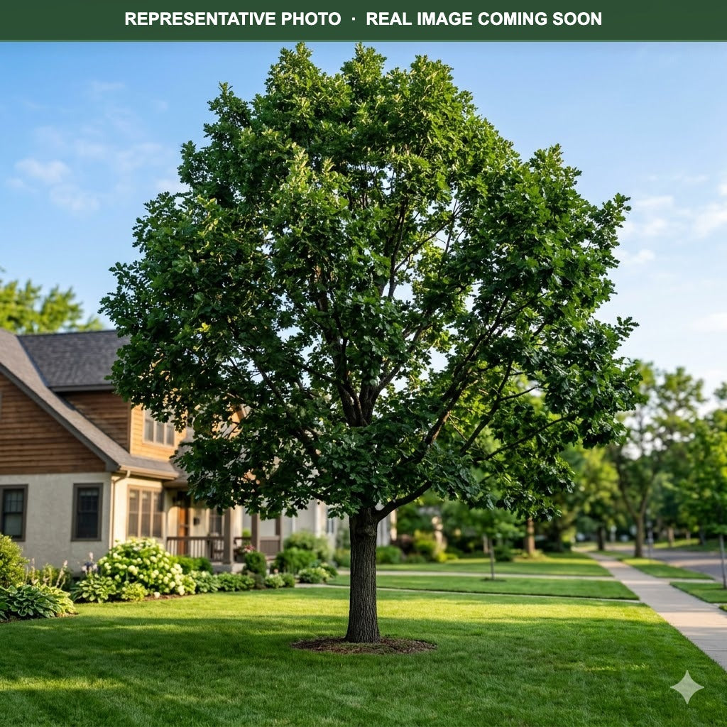 Heritage Oak (Quercus) — Edina, MN