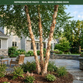Heritage River Birch (Betula nigra) — Minnetonka, MN