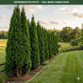 Hetz Wintergreen Arborvitae (Thuja occidentalis) — Woodbury, MN