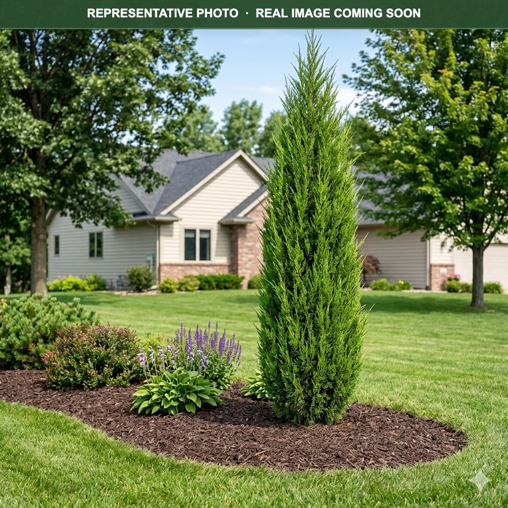 Hetzii Columnaris Juniper (Juniperus chinensis) — Eden Prairie, MN