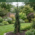 Hillside Upright Norway Spruce (Picea abies) — Plymouth, MN