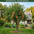 Honeycrisp Apple (Malus domestica) — Maple Grove, MN