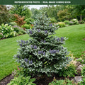 Horstmann's Silberlocke Korean Fir (Abies koreana) — Bloomington, MN