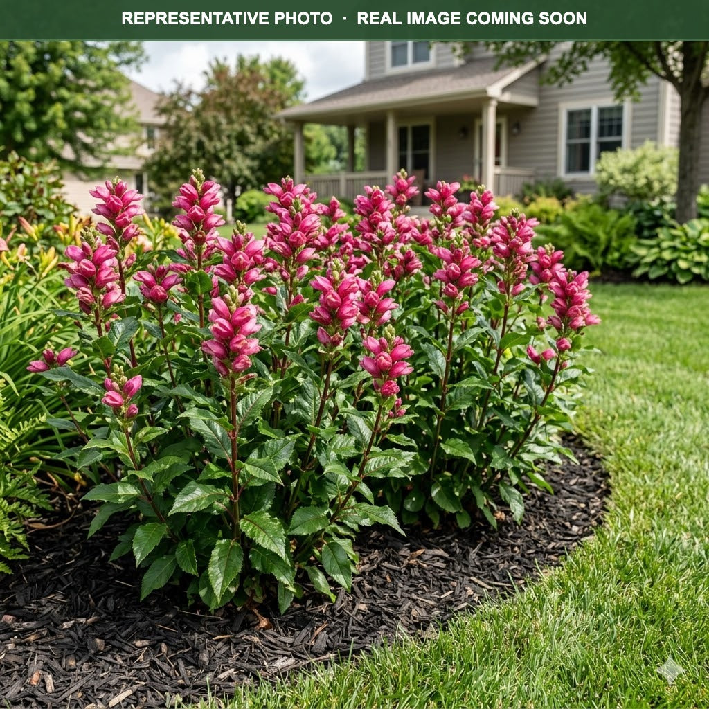 Hot Lips Turtlehead (Chelone) — Wayzata, MN