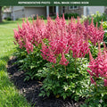 Hot Pearls Astilbe (Astilbe) — Chanhassen, MN