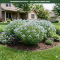 Hubrichtii Amsonia (Amsonia hubrichtii) — Minneapolis, MN