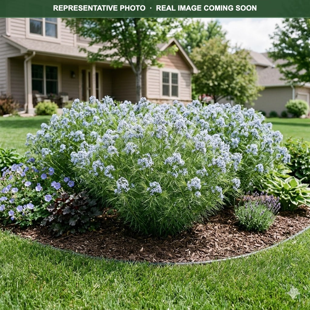 Hubrichtii Amsonia (Amsonia hubrichtii) — Minneapolis, MN