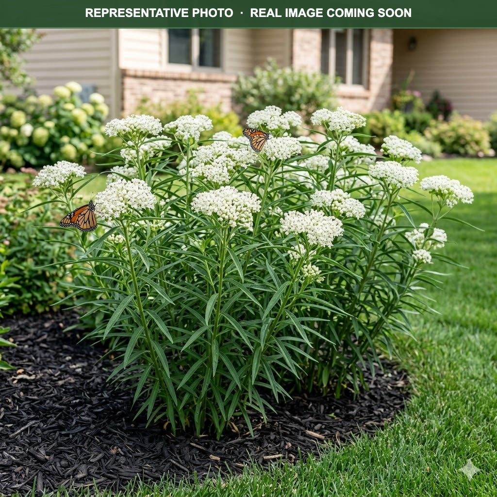 Ice Ballet Milkweed (Asclepias incarnata) — St. Paul, MN