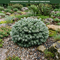 Ice Breaker Korean Fir (Abies koreana) — Chanhassen, MN