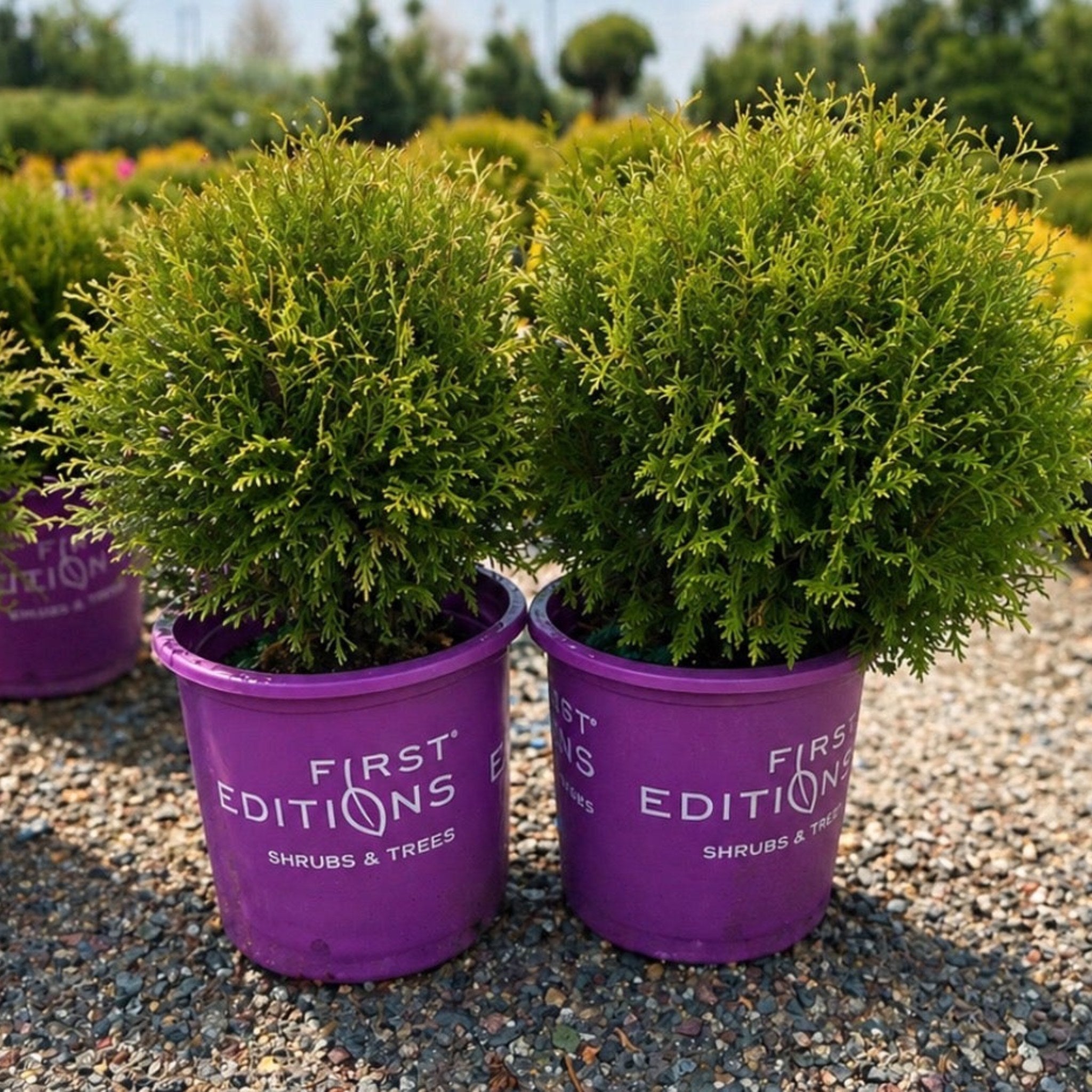 Hetz Midget Arborvitae — Minneapolis, MN