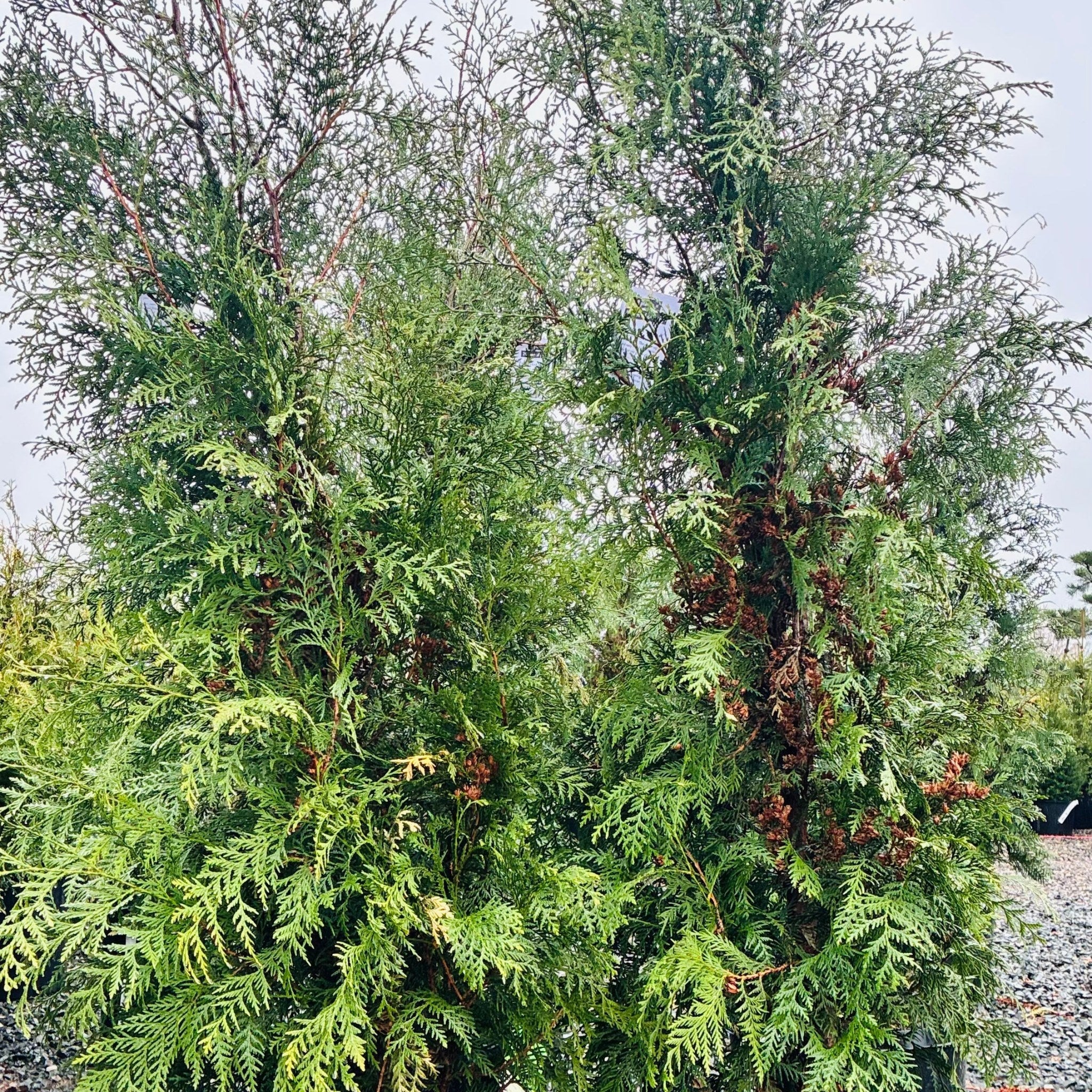 No.197 針葉樹 ハーフリース Privacy Hedge Starter Pack MN | American Pillar Arborvitae | TTM