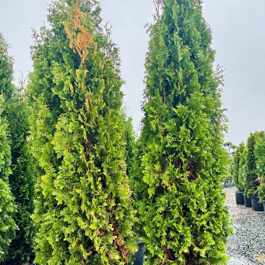 DeGroot's Spire Arborvitae — Edina, MN