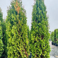 DeGroot's Spire Arborvitae — Edina, MN