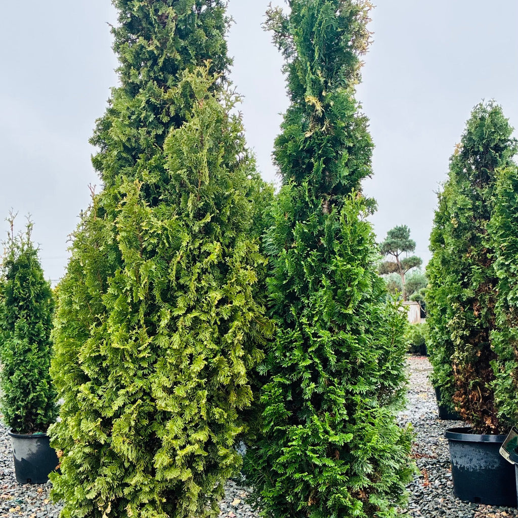 DeGroot's Spire Arborvitae in nursery container — Minnetonka, MN