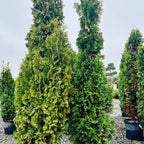 DeGroot's Spire Arborvitae in nursery container — Minnetonka, MN