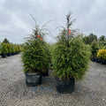Canadian Hemlock — Wayzata, MN