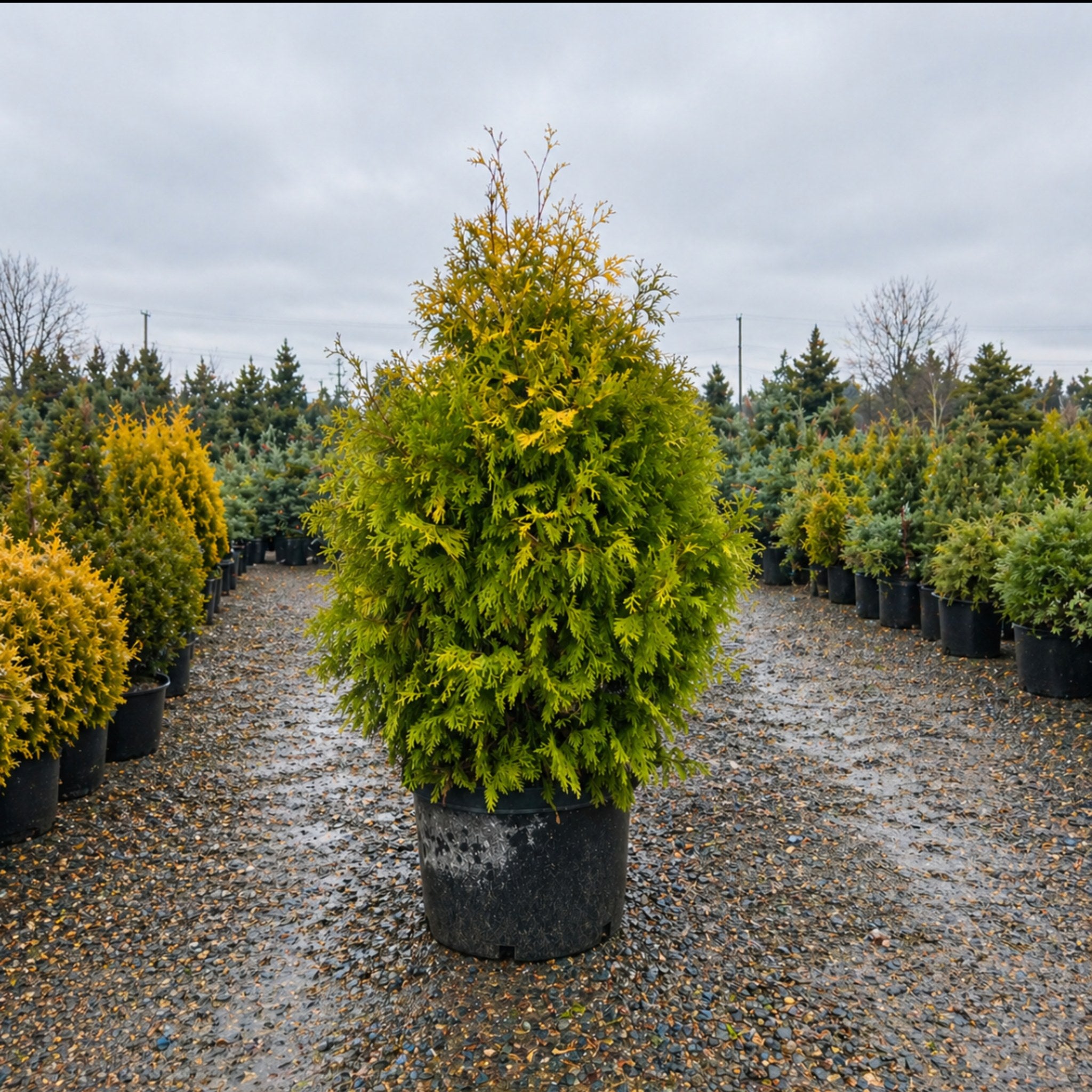 Canadian Hemlock – Three Timbers Minnesota
