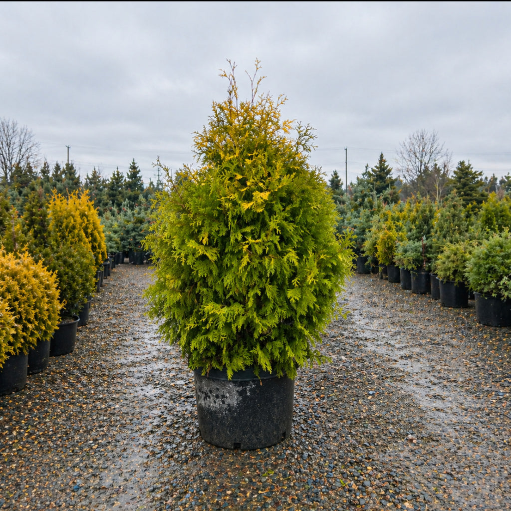 Canadian Hemlock in nursery container — Eden Prairie, MN